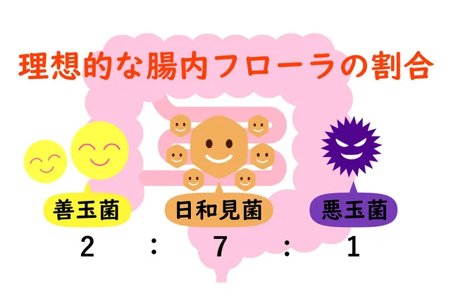 腸内フローラの割合